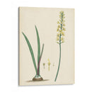Esplendores De Botany Vi | Cuadro decorativo de Canvas Lab