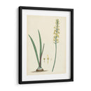 Esplendores De Botany Vi | Cuadro decorativo de Canvas Lab