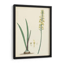 Esplendores De Botany Vi | Cuadro decorativo de Canvas Lab