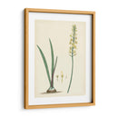 Esplendores De Botany Vi | Cuadro decorativo de Canvas Lab