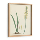 Esplendores De Botany Vi | Cuadro decorativo de Canvas Lab