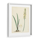 Esplendores De Botany Vi | Cuadro decorativo de Canvas Lab