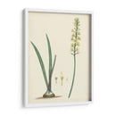 Esplendores De Botany Vi | Cuadro decorativo de Canvas Lab