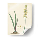 Esplendores De Botany Vi | Cuadro decorativo de Canvas Lab