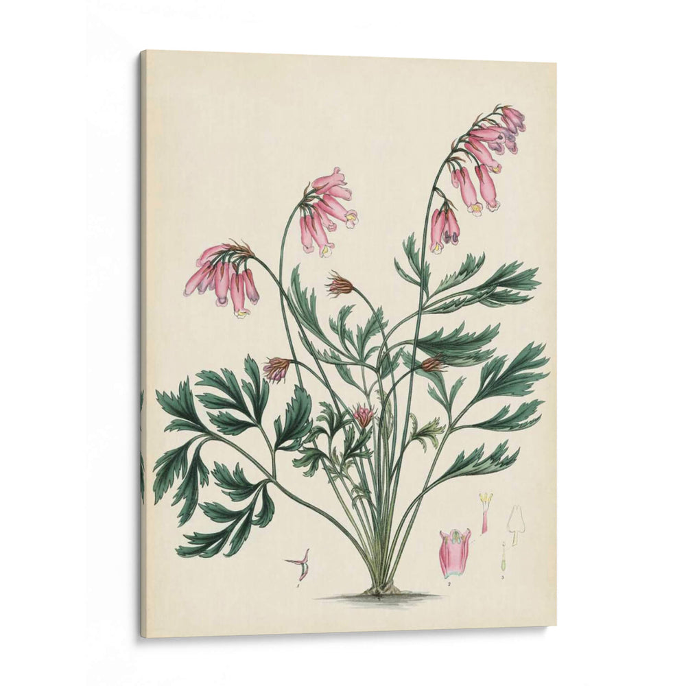 Esplendores De Botánica Vii | Cuadro decorativo de Canvas Lab