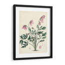 Esplendores De Botánica Vii | Cuadro decorativo de Canvas Lab
