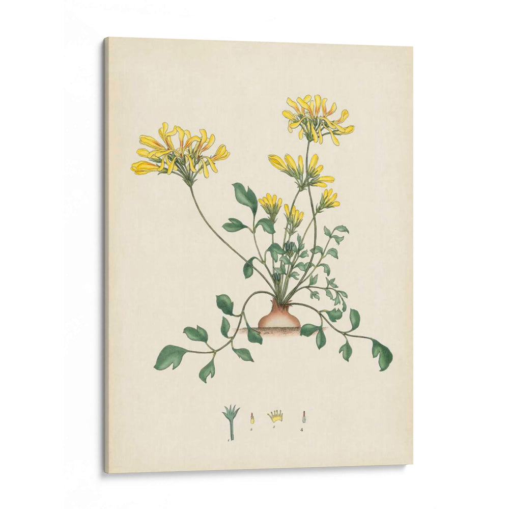 Esplendores De Botany Viii | Cuadro decorativo de Canvas Lab