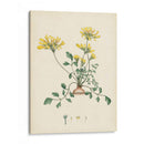 Esplendores De Botany Viii | Cuadro decorativo de Canvas Lab