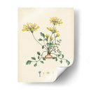 Esplendores De Botany Viii | Cuadro decorativo de Canvas Lab