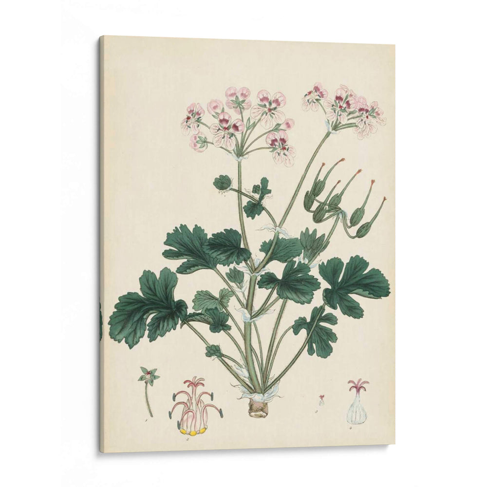 Esplendores De Botánica Ix | Cuadro decorativo de Canvas Lab