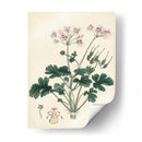 Esplendores De Botánica Ix | Cuadro decorativo de Canvas Lab