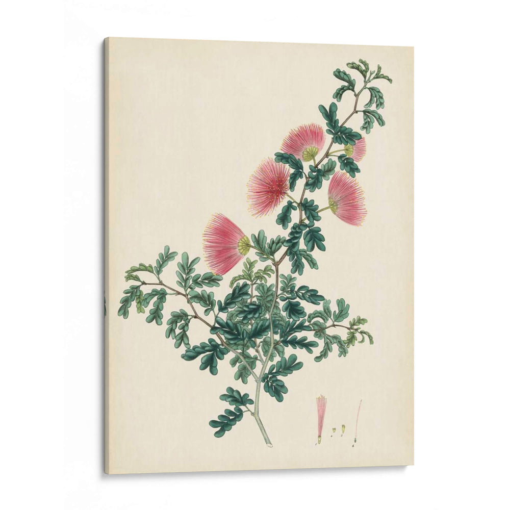 Esplendores De Botánica X | Cuadro decorativo de Canvas Lab