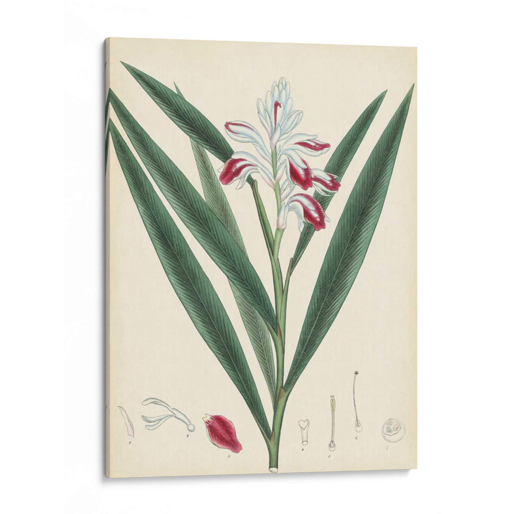 Esplendores De Botany Xi | Cuadro decorativo de Canvas Lab