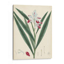 Esplendores De Botany Xi | Cuadro decorativo de Canvas Lab