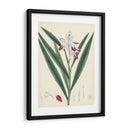 Esplendores De Botany Xi | Cuadro decorativo de Canvas Lab