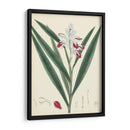 Esplendores De Botany Xi | Cuadro decorativo de Canvas Lab