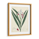 Esplendores De Botany Xi | Cuadro decorativo de Canvas Lab