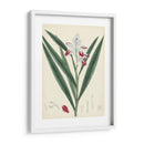 Esplendores De Botany Xi | Cuadro decorativo de Canvas Lab