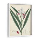 Esplendores De Botany Xi | Cuadro decorativo de Canvas Lab