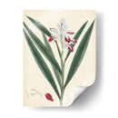 Esplendores De Botany Xi | Cuadro decorativo de Canvas Lab