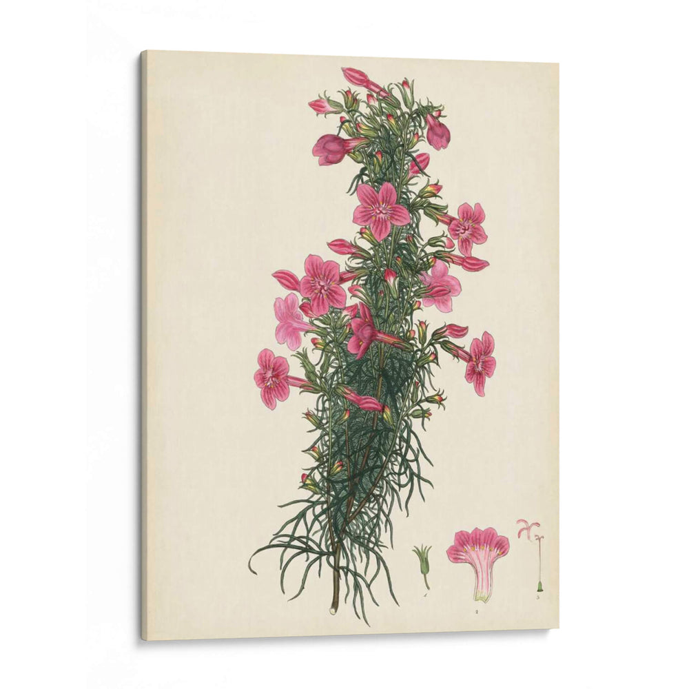 Esplendors De Botany Xii | Cuadro decorativo de Canvas Lab