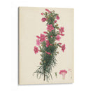 Esplendors De Botany Xii | Cuadro decorativo de Canvas Lab