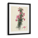 Esplendors De Botany Xii | Cuadro decorativo de Canvas Lab