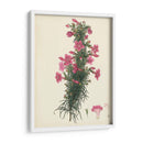 Esplendors De Botany Xii | Cuadro decorativo de Canvas Lab