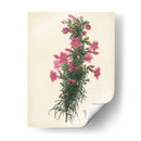 Esplendors De Botany Xii | Cuadro decorativo de Canvas Lab