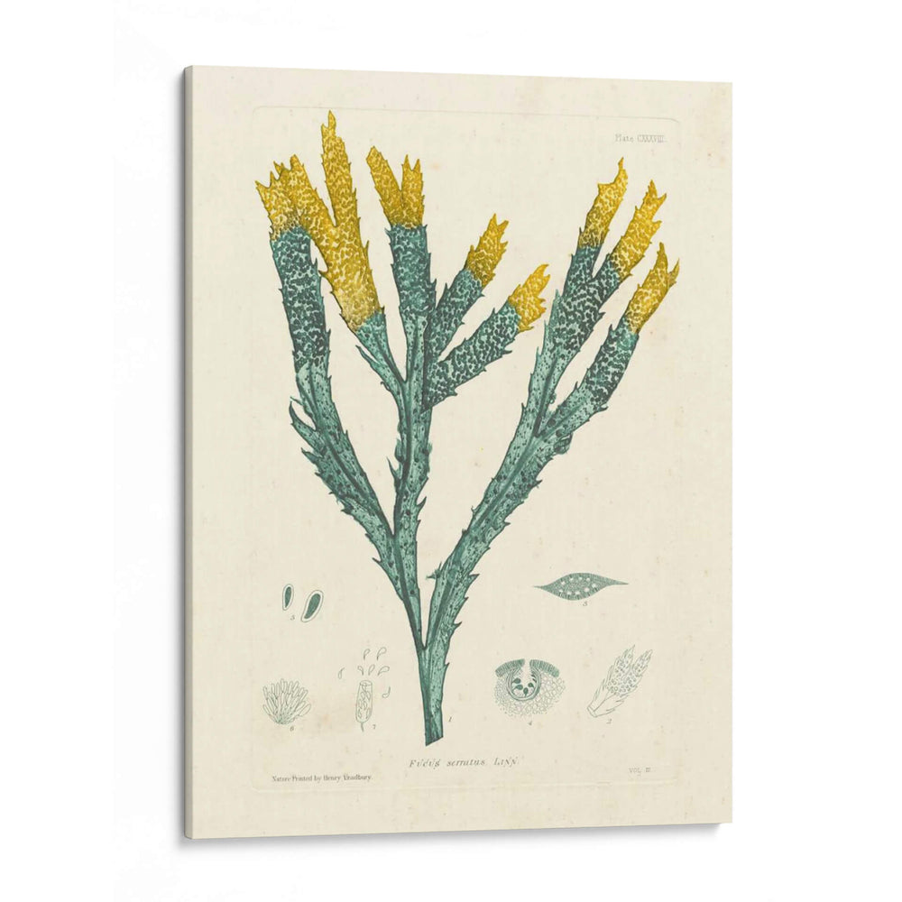Alga Luminosa I - Henry Bradbury | Cuadro decorativo de Canvas Lab