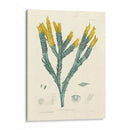 Alga Luminosa I - Henry Bradbury | Cuadro decorativo de Canvas Lab