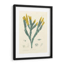 Alga Luminosa I - Henry Bradbury | Cuadro decorativo de Canvas Lab