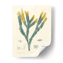 Alga Luminosa I - Henry Bradbury | Cuadro decorativo de Canvas Lab