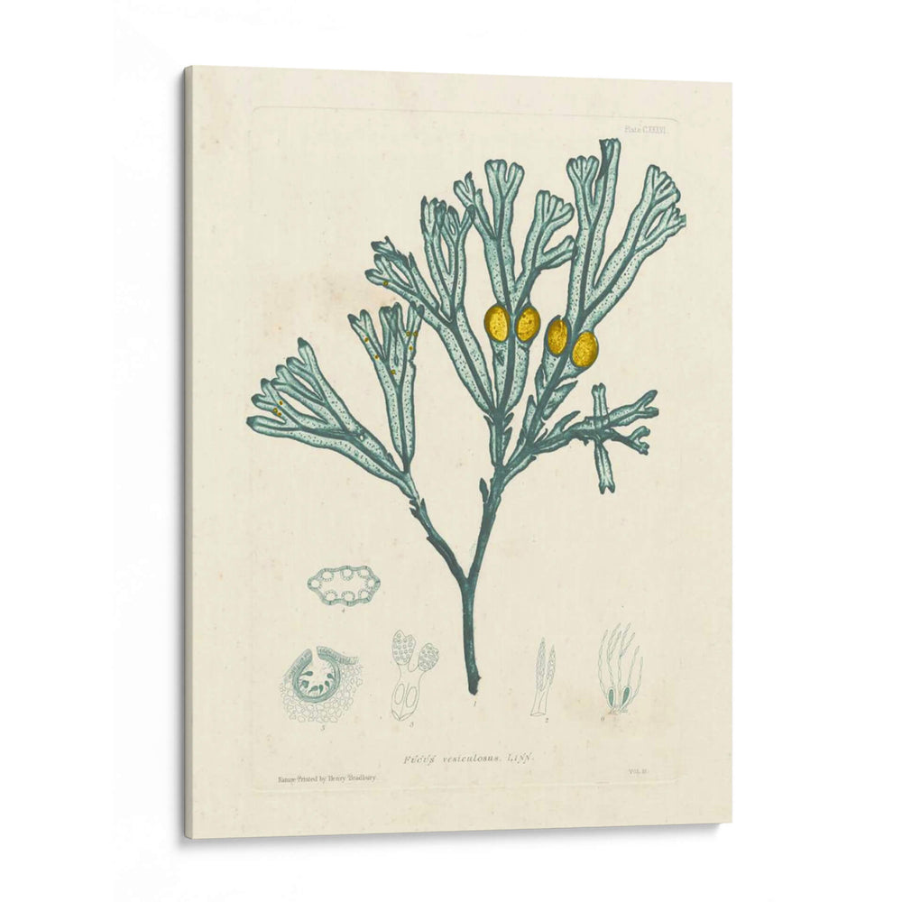 Alga Luminosa Ii - Henry Bradbury | Cuadro decorativo de Canvas Lab