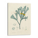 Alga Luminosa Ii - Henry Bradbury | Cuadro decorativo de Canvas Lab