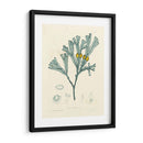 Alga Luminosa Ii - Henry Bradbury | Cuadro decorativo de Canvas Lab