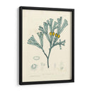 Alga Luminosa Ii - Henry Bradbury | Cuadro decorativo de Canvas Lab