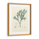 Alga Luminosa Ii - Henry Bradbury | Cuadro decorativo de Canvas Lab