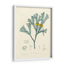 Alga Luminosa Ii - Henry Bradbury | Cuadro decorativo de Canvas Lab