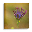 Esperando En Púrpura Iii - Jennifer Jorgensen | Cuadro decorativo de Canvas Lab