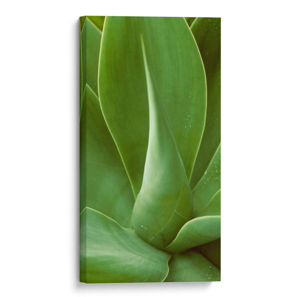Naturaleza Modelada I - Vision Studio | Cuadro decorativo de Canvas Lab