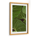 Naturaleza Estampada Iii - Vision Studio | Cuadro decorativo de Canvas Lab