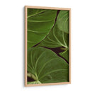 Naturaleza Estampada Iii - Vision Studio | Cuadro decorativo de Canvas Lab