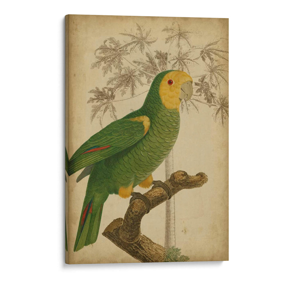 Parrot Y Palm Iv - Vision Studio | Cuadro decorativo de Canvas Lab
