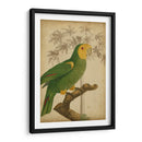 Parrot Y Palm Iv - Vision Studio | Cuadro decorativo de Canvas Lab