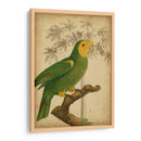 Parrot Y Palm Iv - Vision Studio | Cuadro decorativo de Canvas Lab