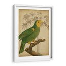 Parrot Y Palm Iv - Vision Studio | Cuadro decorativo de Canvas Lab