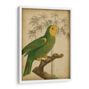 Parrot Y Palm Iv - Vision Studio | Cuadro decorativo de Canvas Lab