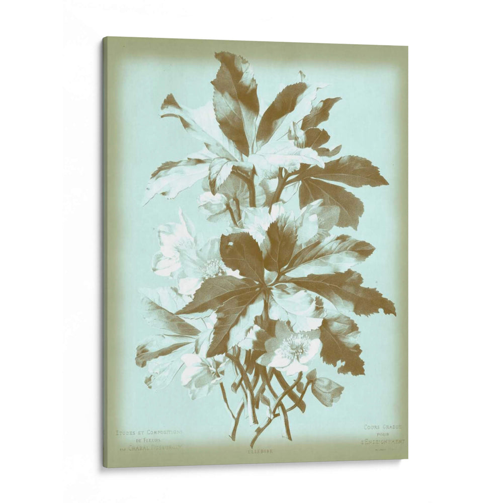 Dussurgey Ellebore En Azul - Chabal Dussurgey | Cuadro decorativo de Canvas Lab