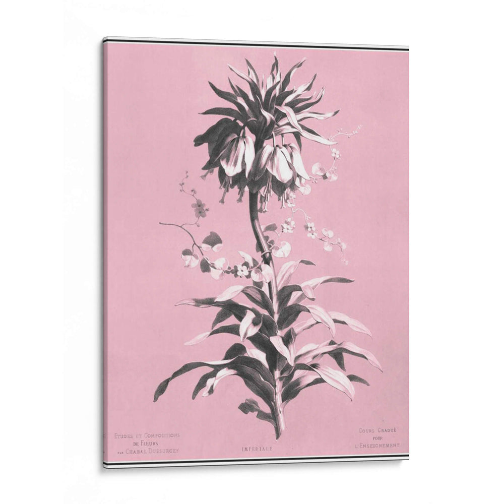 Dussurgey Imperiale En Rosa - Chabal Dussurgey | Cuadro decorativo de Canvas Lab